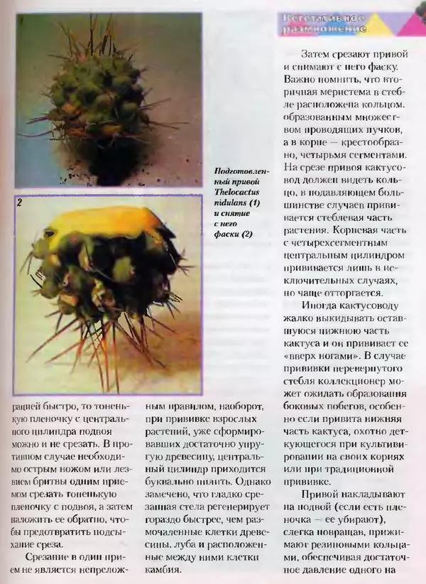 Сергей Батов - Секреты выращивания кактусов - Страница № 107