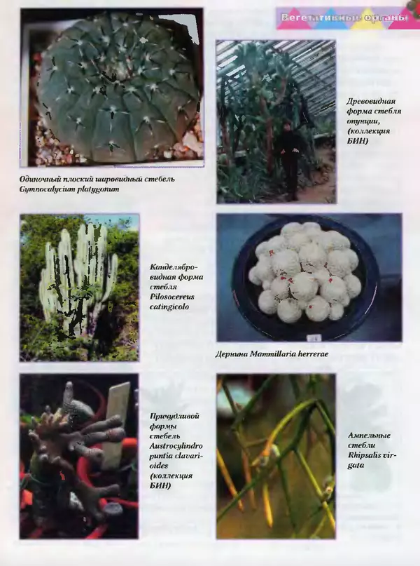 Сергей Батов - Секреты выращивания кактусов - Страница № 11