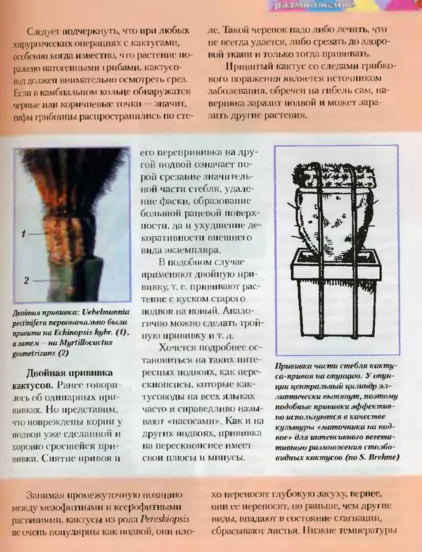 Сергей Батов - Секреты выращивания кактусов - Страница № 111