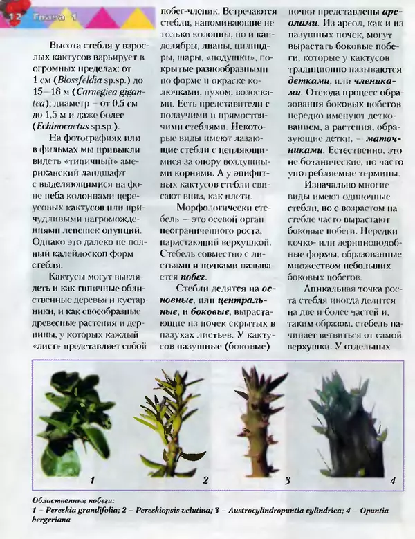 Сергей Батов - Секреты выращивания кактусов - Страница № 12