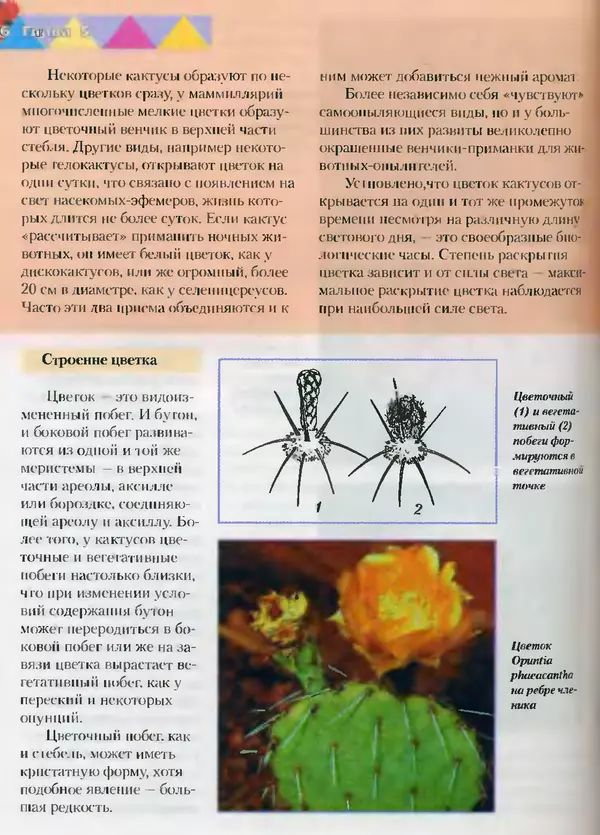 Сергей Батов - Секреты выращивания кактусов - Страница № 126