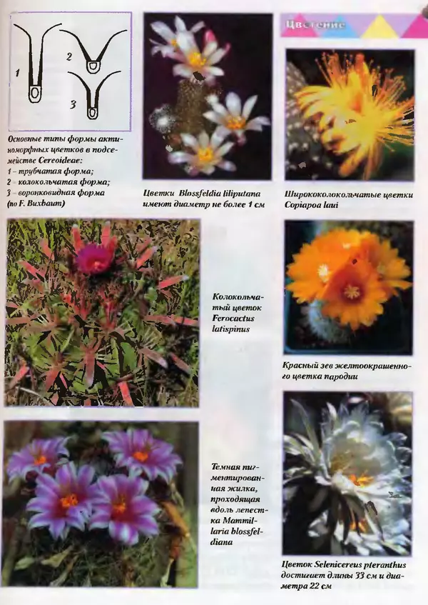 Сергей Батов - Секреты выращивания кактусов - Страница № 133