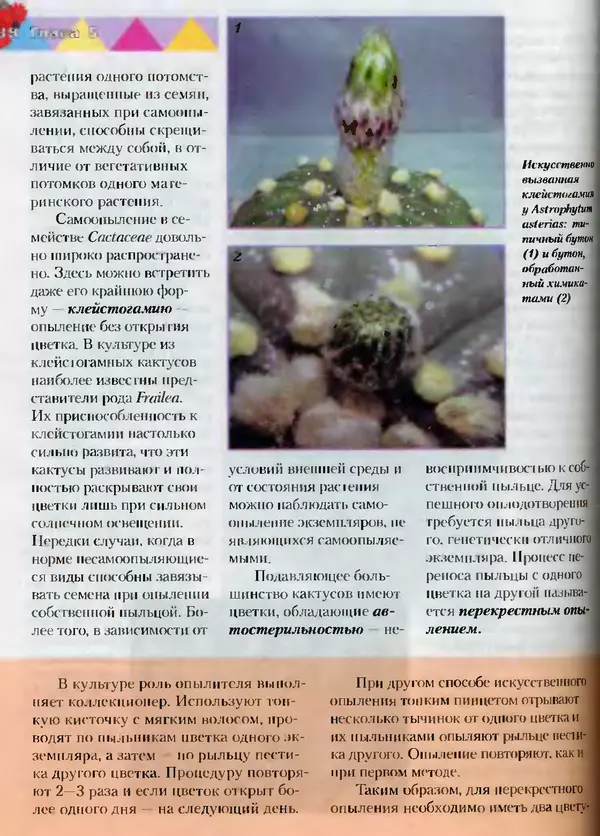 Сергей Батов - Секреты выращивания кактусов - Страница № 138