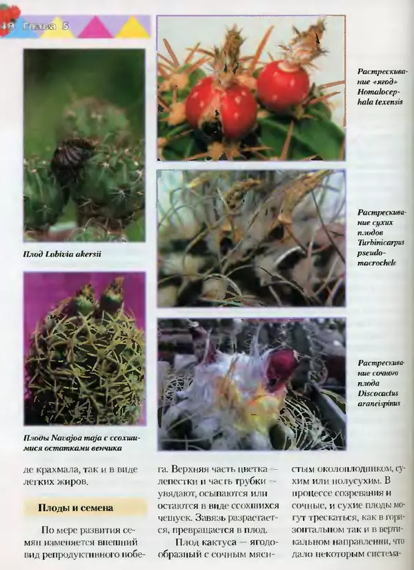 Сергей Батов - Секреты выращивания кактусов - Страница № 140