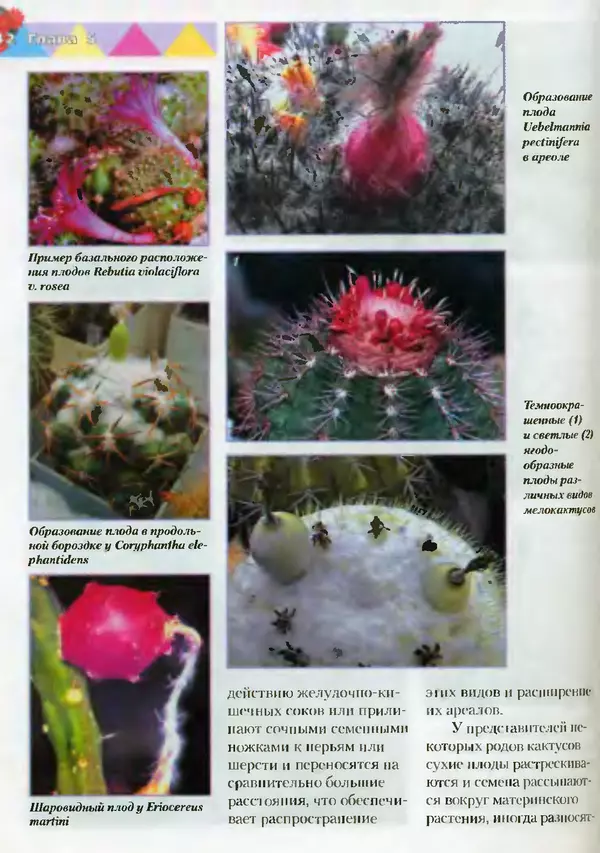 Сергей Батов - Секреты выращивания кактусов - Страница № 142