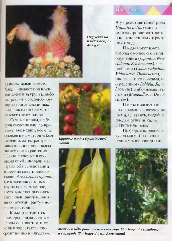 Сергей Батов - Секреты выращивания кактусов - Страница № 143