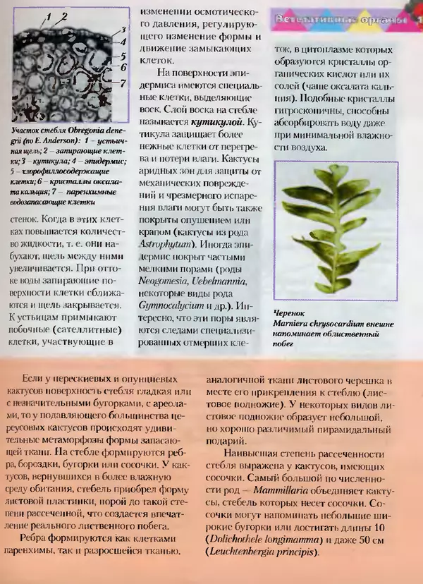 Сергей Батов - Секреты выращивания кактусов - Страница № 15