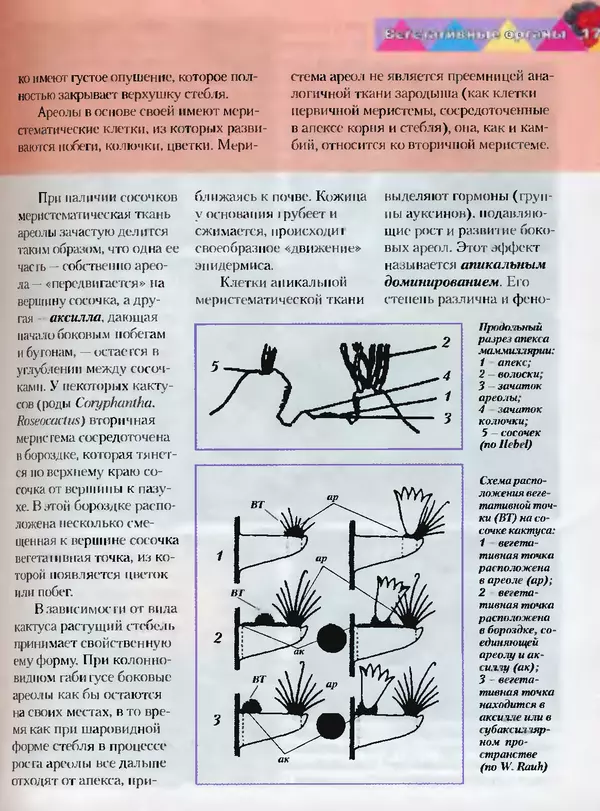 Сергей Батов - Секреты выращивания кактусов - Страница № 17