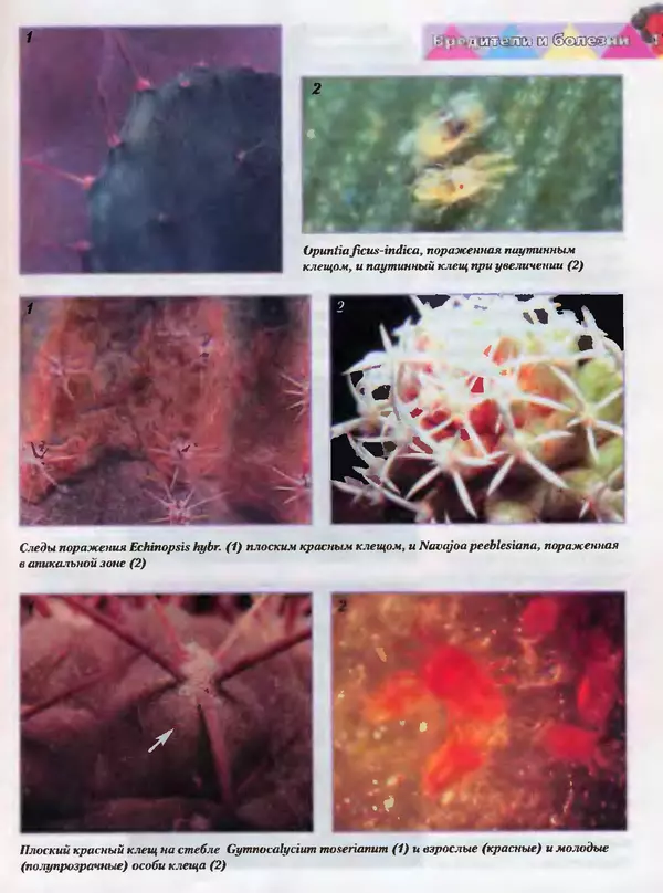Сергей Батов - Секреты выращивания кактусов - Страница № 175