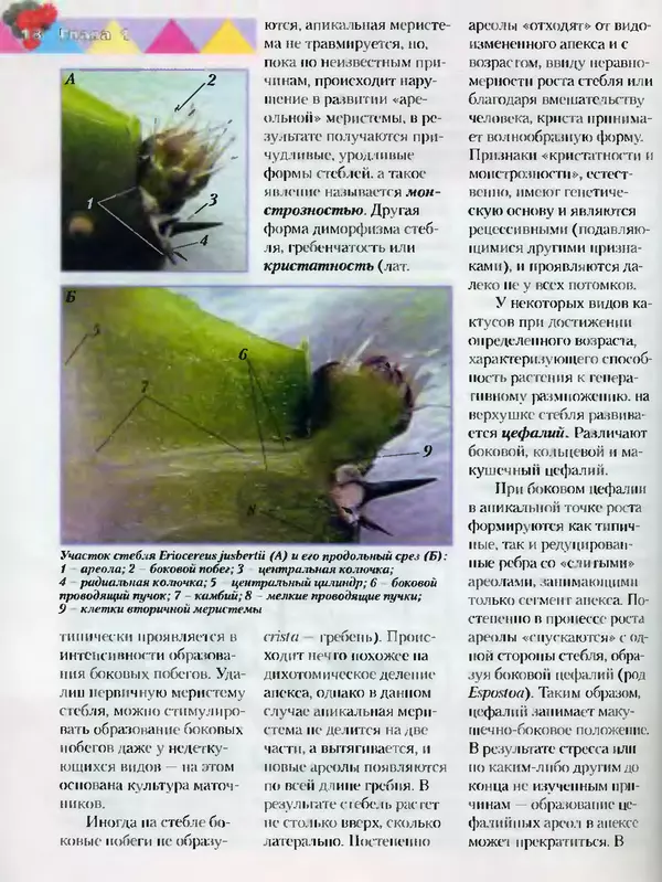 Сергей Батов - Секреты выращивания кактусов - Страница № 18