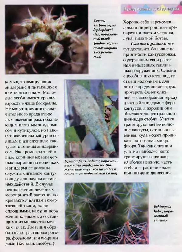 Сергей Батов - Секреты выращивания кактусов - Страница № 181
