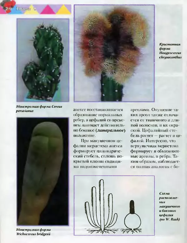 Сергей Батов - Секреты выращивания кактусов - Страница № 20