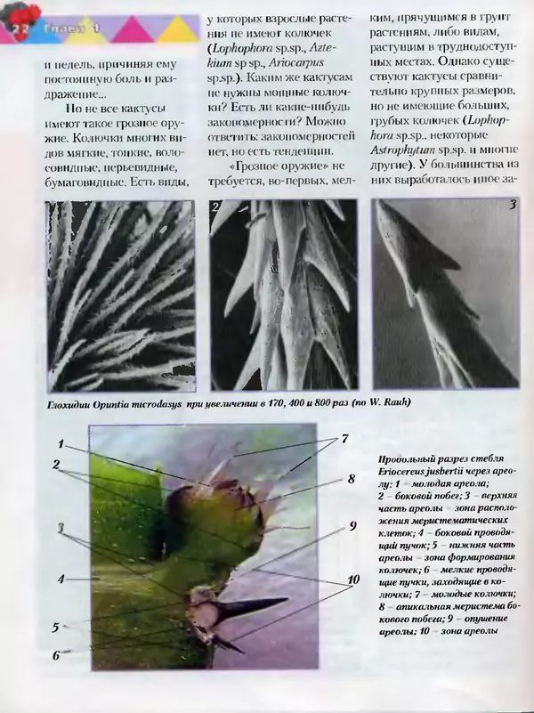 Сергей Батов - Секреты выращивания кактусов - Страница № 22