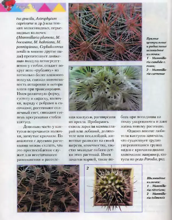 Сергей Батов - Секреты выращивания кактусов - Страница № 24