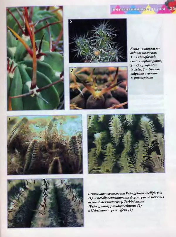 Сергей Батов - Секреты выращивания кактусов - Страница № 25