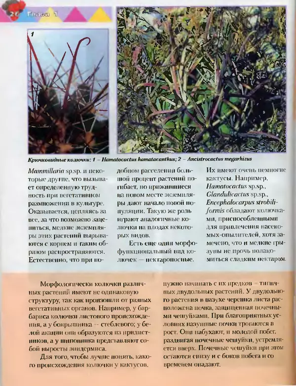 Сергей Батов - Секреты выращивания кактусов - Страница № 26