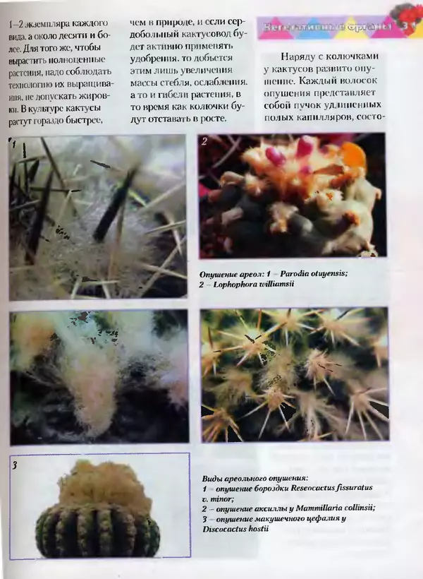 Сергей Батов - Секреты выращивания кактусов - Страница № 31
