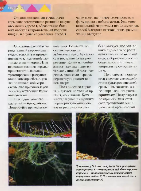 Сергей Батов - Секреты выращивания кактусов - Страница № 36