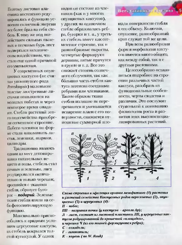 Сергей Батов - Секреты выращивания кактусов - Страница № 5