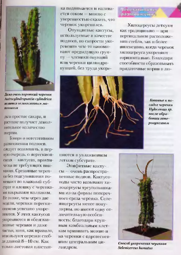 Сергей Батов - Секреты выращивания кактусов - Страница № 97