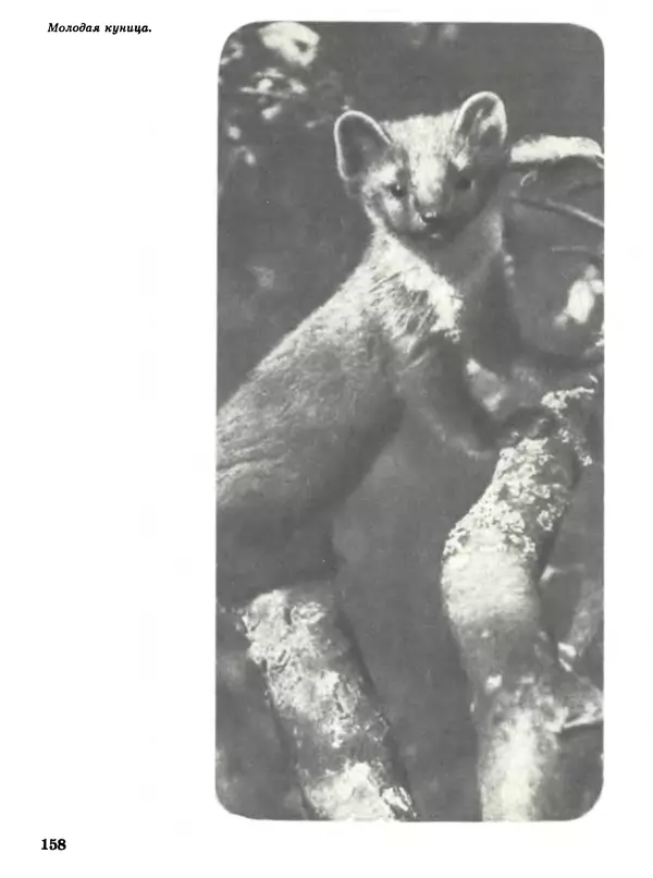Игорь Акимушкин - Мир животных Том 1 - Страница № 158