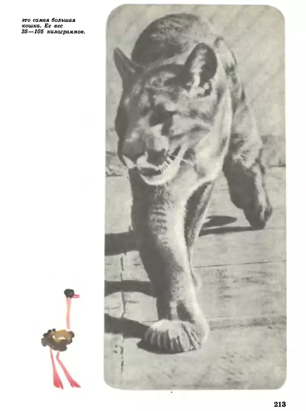 Игорь Акимушкин - Мир животных Том 1 - Страница № 213