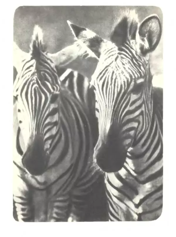 Игорь Акимушкин - Мир животных Том 1 - Страница № 226