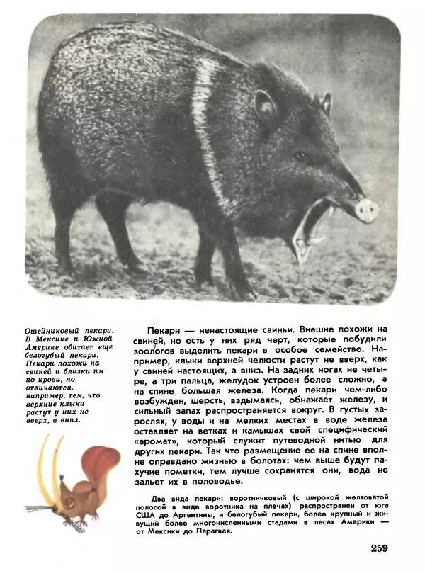 Игорь Акимушкин - Мир животных Том 1 - Страница № 259