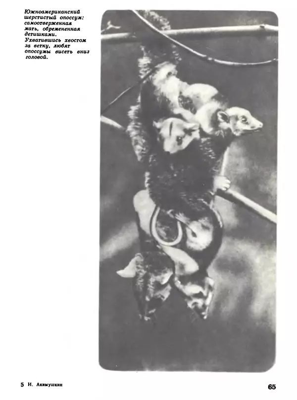 Игорь Акимушкин - Мир животных Том 1 - Страница № 65