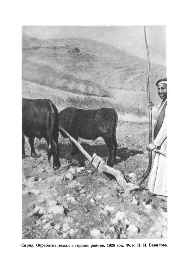 Марк Поповский - Надо спешить! Путешествия академика Н.И. Вавилова - Страница № 208