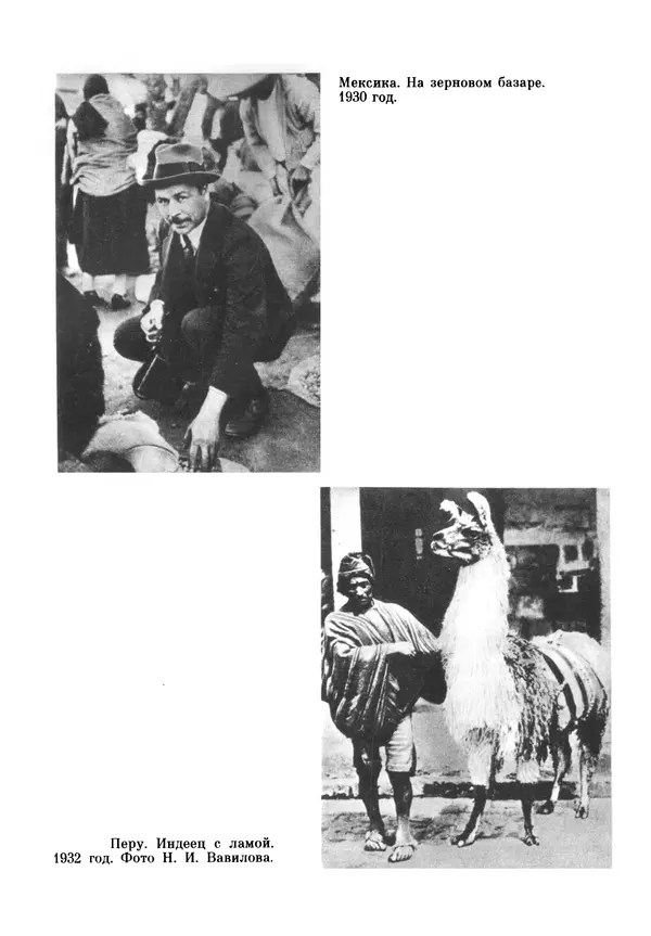 Марк Поповский - Надо спешить! Путешествия академика Н.И. Вавилова - Страница № 216