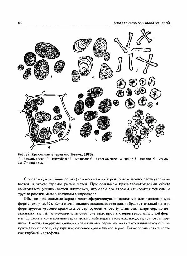  Коллектив авторов - Ботаника с основами фитоценологии. Анатомия и морфология растений - Страница № 93