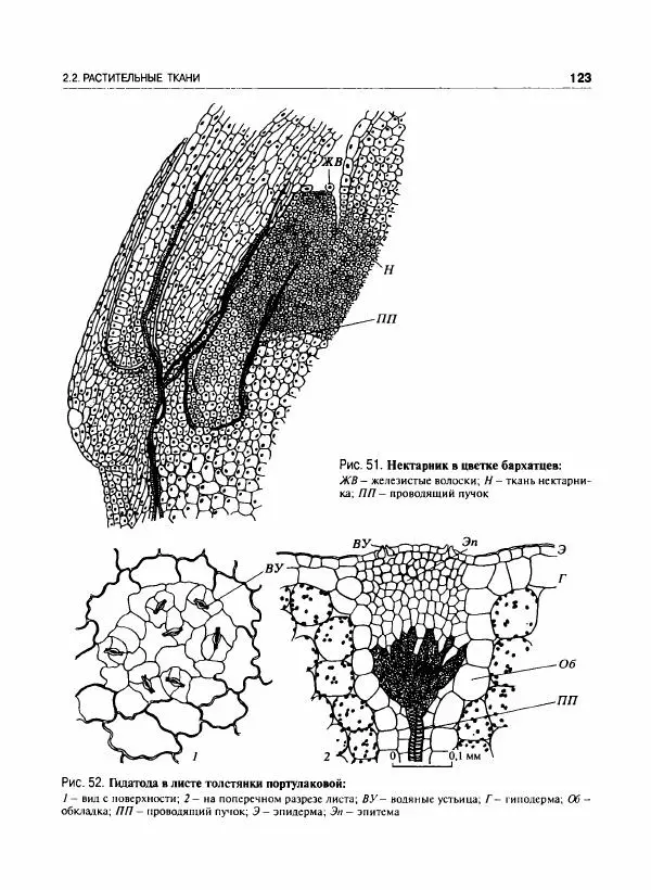  Коллектив авторов - Ботаника с основами фитоценологии. Анатомия и морфология растений - Страница № 124