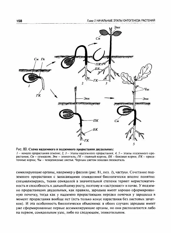  Коллектив авторов - Ботаника с основами фитоценологии. Анатомия и морфология растений - Страница № 159