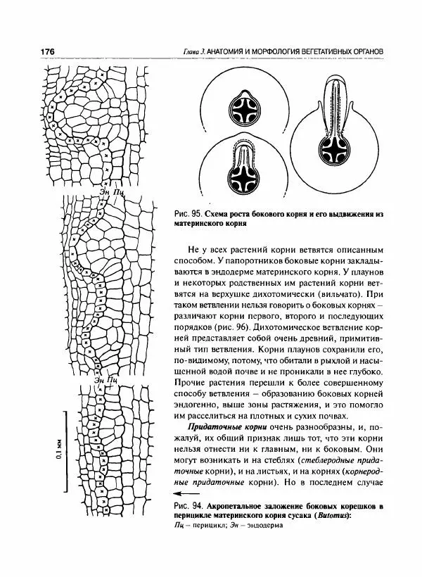  Коллектив авторов - Ботаника с основами фитоценологии. Анатомия и морфология растений - Страница № 177