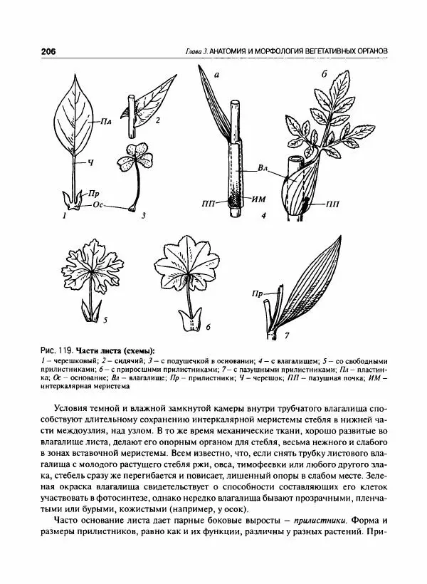  Коллектив авторов - Ботаника с основами фитоценологии. Анатомия и морфология растений - Страница № 207