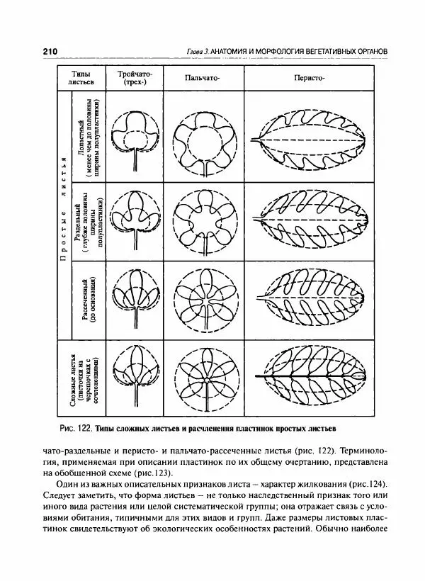 Коллектив авторов - Ботаника с основами фитоценологии. Анатомия и морфология растений - Страница № 211