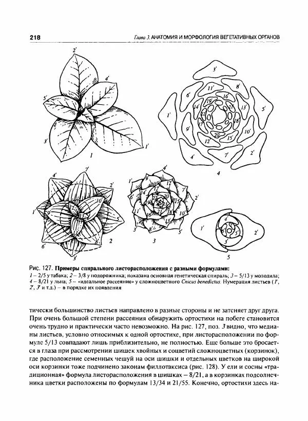  Коллектив авторов - Ботаника с основами фитоценологии. Анатомия и морфология растений - Страница № 219