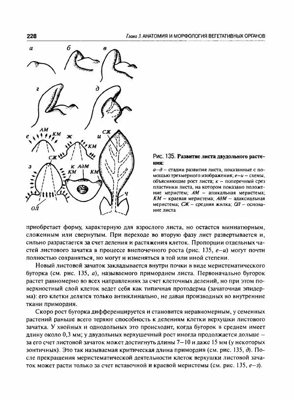  Коллектив авторов - Ботаника с основами фитоценологии. Анатомия и морфология растений - Страница № 229