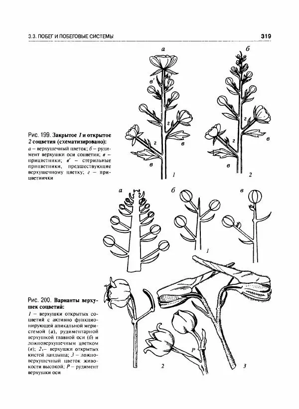  Коллектив авторов - Ботаника с основами фитоценологии. Анатомия и морфология растений - Страница № 320