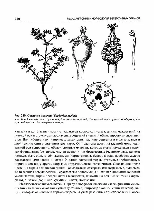  Коллектив авторов - Ботаника с основами фитоценологии. Анатомия и морфология растений - Страница № 331
