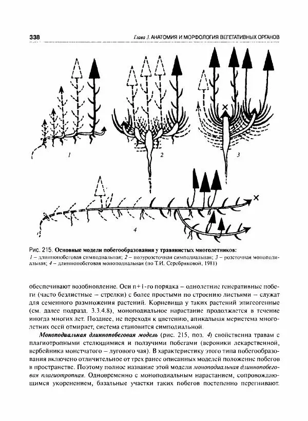  Коллектив авторов - Ботаника с основами фитоценологии. Анатомия и морфология растений - Страница № 339