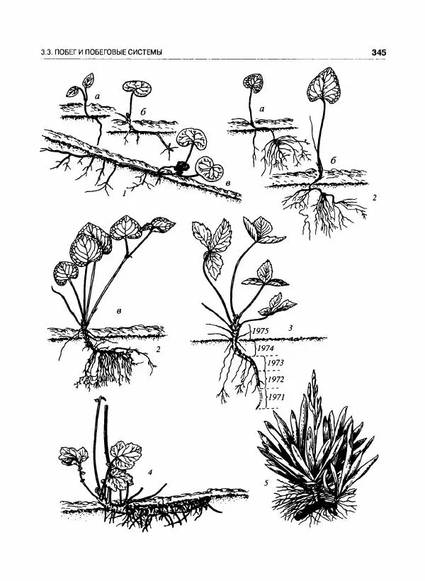  Коллектив авторов - Ботаника с основами фитоценологии. Анатомия и морфология растений - Страница № 346