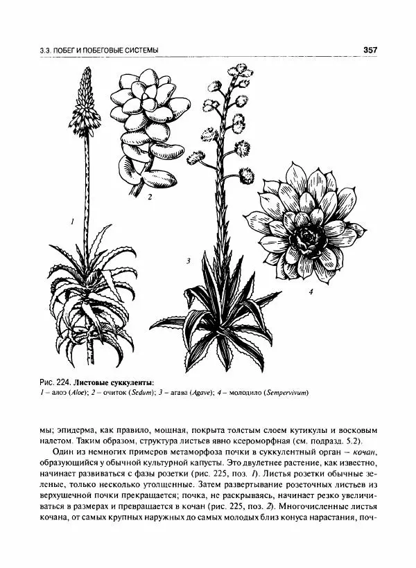  Коллектив авторов - Ботаника с основами фитоценологии. Анатомия и морфология растений - Страница № 358