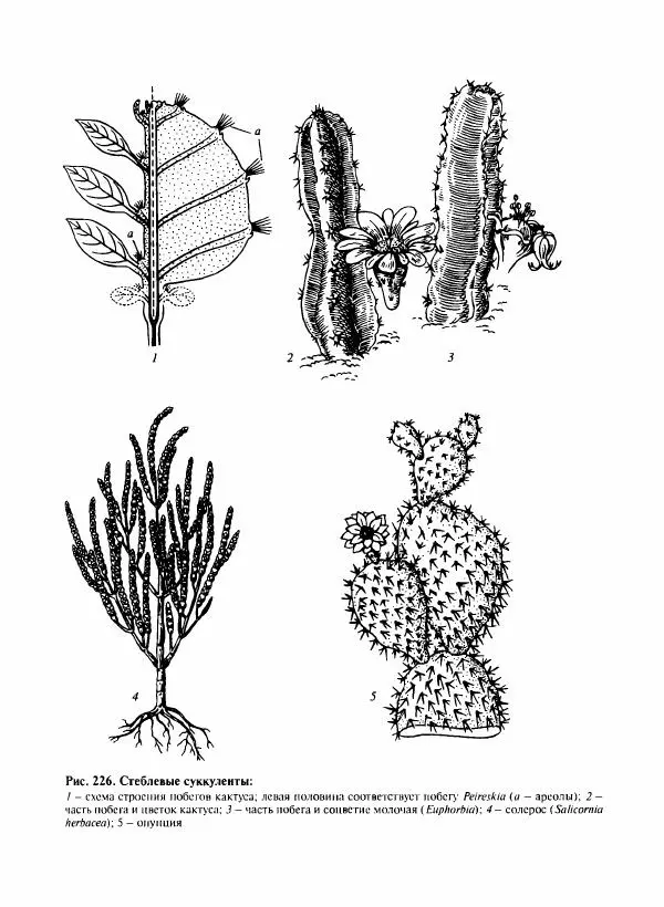  Коллектив авторов - Ботаника с основами фитоценологии. Анатомия и морфология растений - Страница № 360