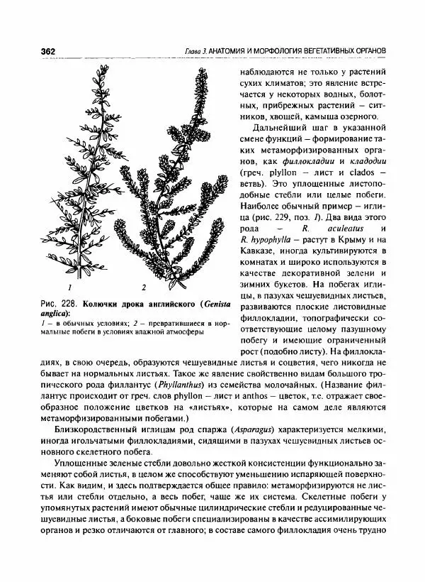  Коллектив авторов - Ботаника с основами фитоценологии. Анатомия и морфология растений - Страница № 363