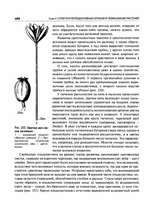  Коллектив авторов - Ботаника с основами фитоценологии. Анатомия и морфология растений - Страница № 407