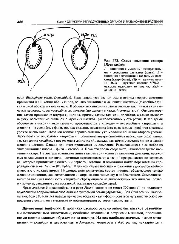  Коллектив авторов - Ботаника с основами фитоценологии. Анатомия и морфология растений - Страница № 437