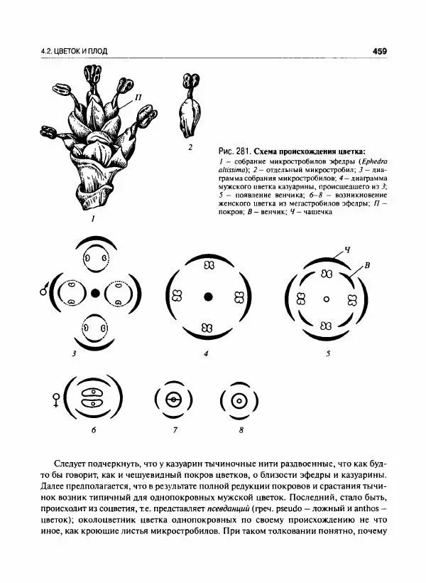  Коллектив авторов - Ботаника с основами фитоценологии. Анатомия и морфология растений - Страница № 460