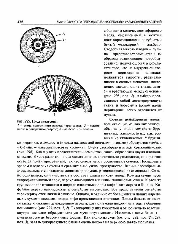  Коллектив авторов - Ботаника с основами фитоценологии. Анатомия и морфология растений - Страница № 477